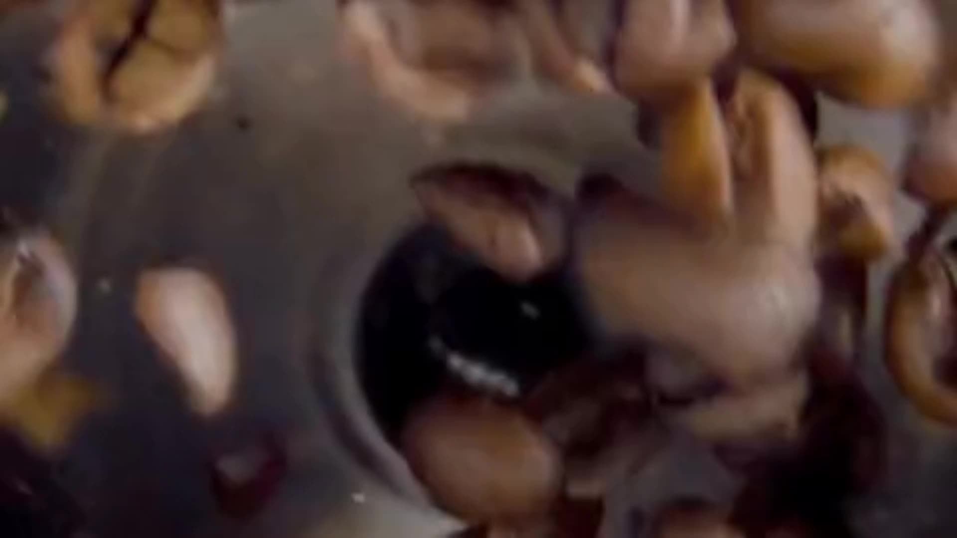 10 Adaptogens Mushroom Coffee - Boost Energy & Focus - 30 Servings - Wize-Z