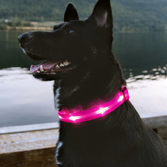 Rechargeable LED Dog Collar with USB - Powered Lighting - Wize - Z