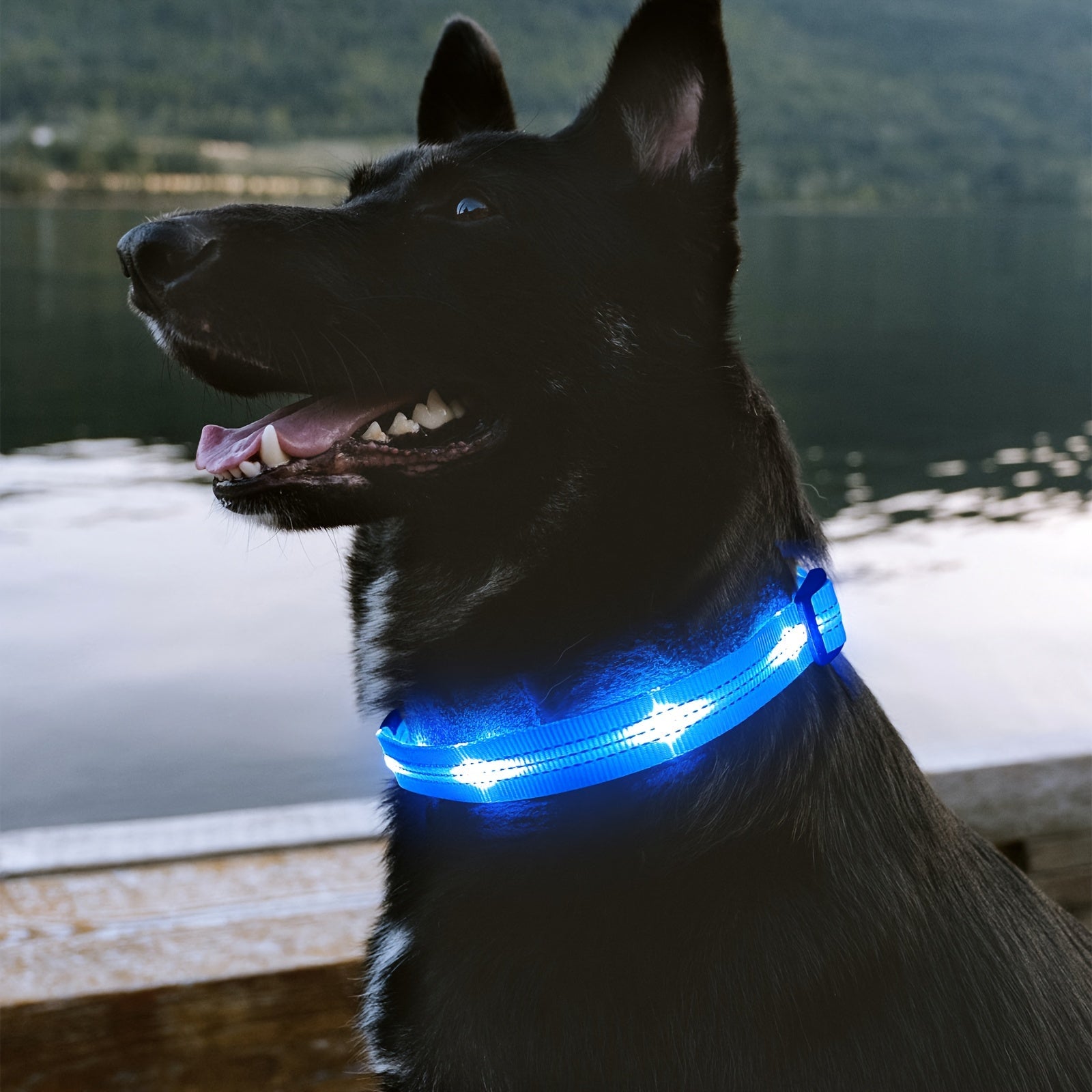 Rechargeable LED Dog Collar with USB - Powered Lighting - Wize - Z