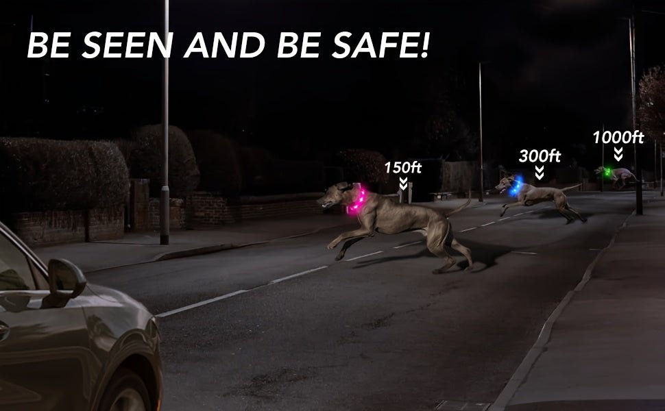 Rechargeable LED Dog Collar with USB - Powered Lighting - Wize - Z