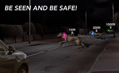 Rechargeable LED Dog Collar with USB - Powered Lighting - Wize - Z