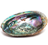 Smudge Ash Tray Burner - Abalone shell - Large 5" - 6" - Wize - Z