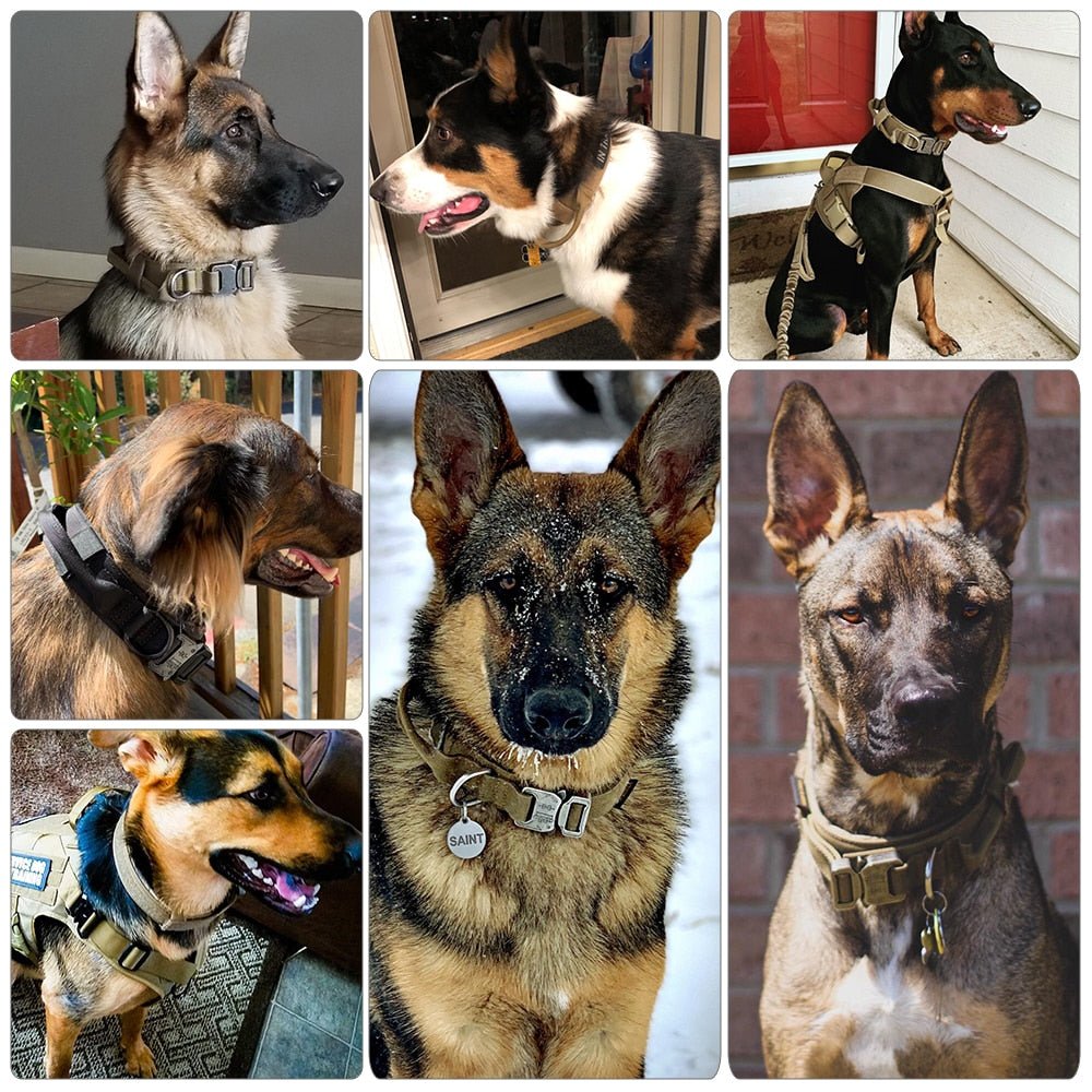 Dog Collar - Wize - Z