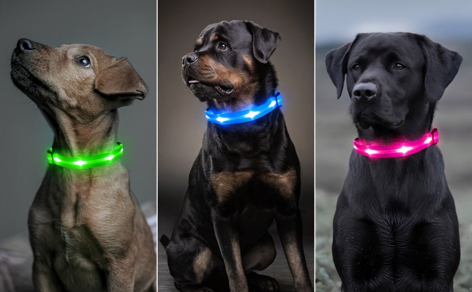 Rechargeable LED Dog Collar with USB - Powered Lighting - Wize - Z