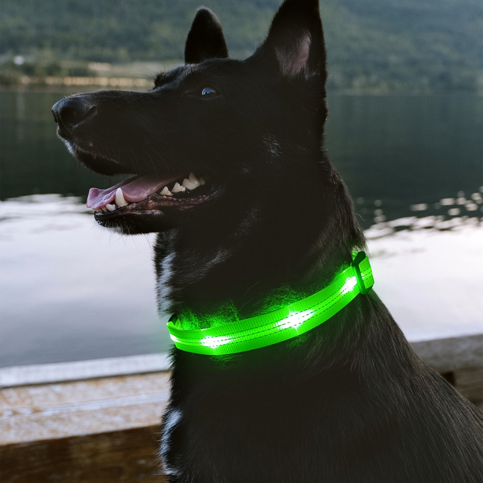 Rechargeable LED Dog Collar with USB - Powered Lighting - Wize - Z