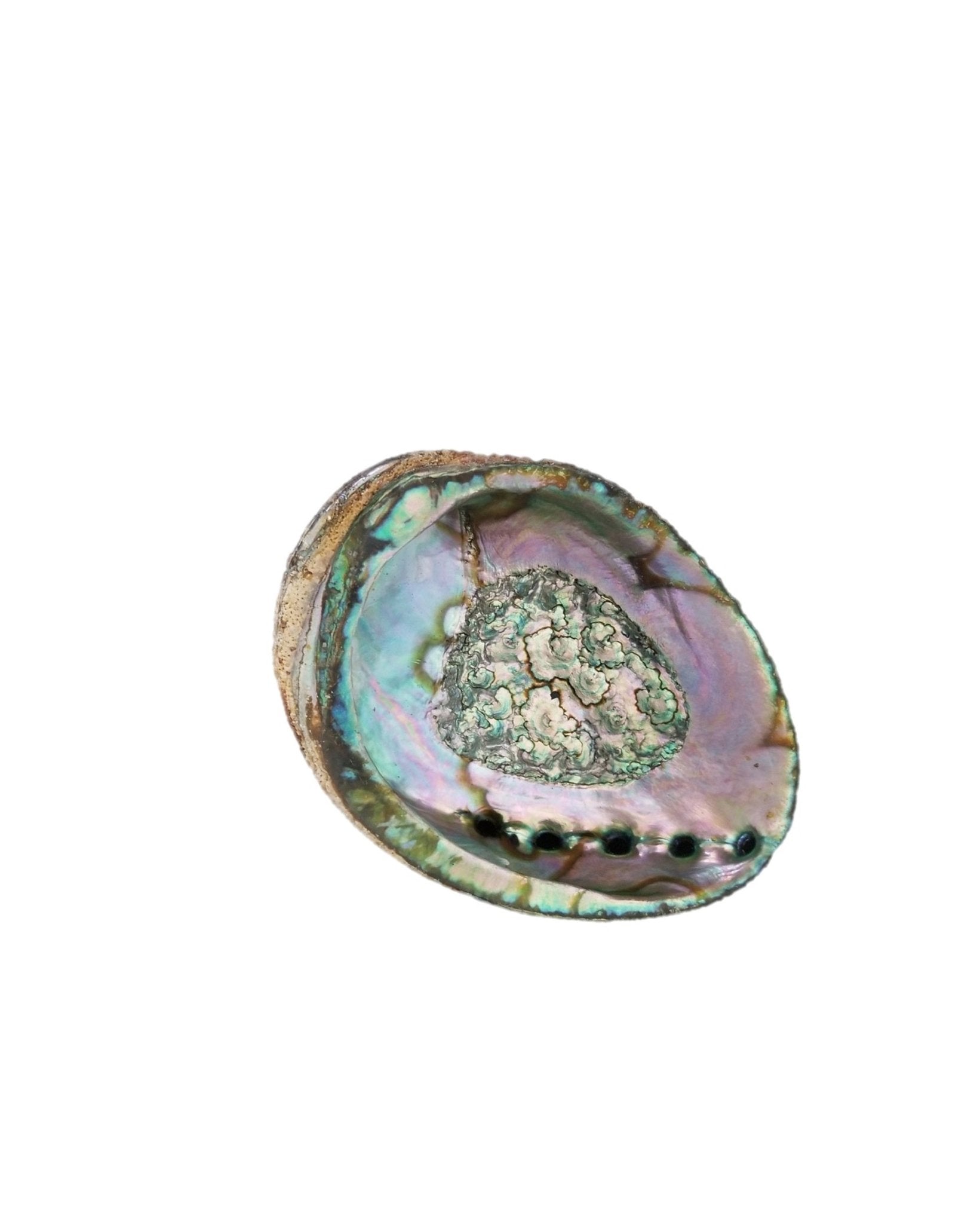 Smudge Ash Tray Burner - Abalone shell - Large 5" - 6" - Wize - Z