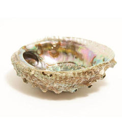 Smudge Ash Tray Burner - Abalone shell - Large 5" - 6" - Wize - Z